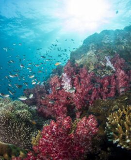 Water Activities & Snorkeling